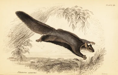 Szybowiec wiewiórki, Petaurus norfolcensis.,1841 (rycina)