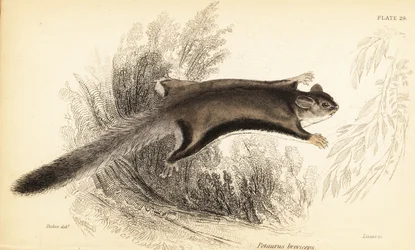 Lotopałanka karłowata, Petaurus breviceps.,1841 (grawerowanie)