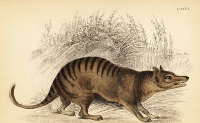 Tygrys tasmański, Thylacinus cynocephalus. Wyginąć. ,1841 (grawerowanie)