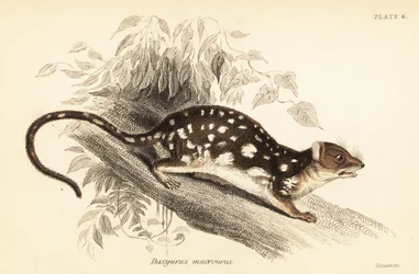 Niełaz tygrysi, Dasyurus maculatus.,1841 (grawerowanie)