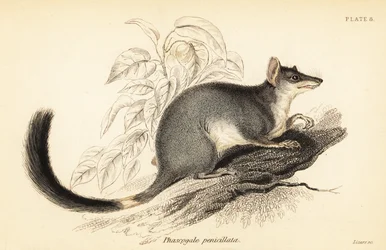 Tuan lub pospolity wambenger, Phascogale tapoatafa. ,1841 (grawerowanie)