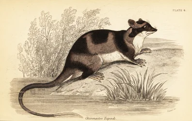 Opos wodny lub yapok, Chironectes minimus. ,1841 (grawerowanie)