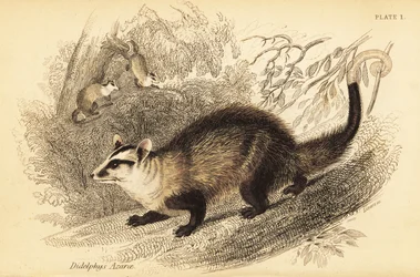 Opos białoszy , Didelphis albiventris. ,1841 (grawerowanie)
