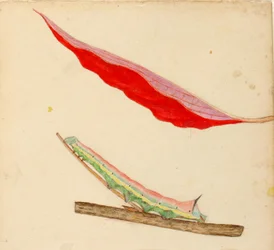 Gąsienica "Mirror-Back", opracowanie do książki Concealing Coloration in the Animal Kingdom