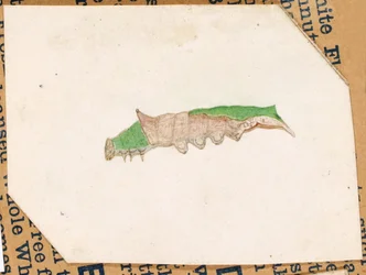 Gąsienica Oak Leaf Edge, opracowanie do książki Concealing Coloration in the Animal Kingdom
