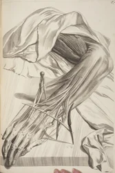 Anatomia ciała ludzkiego autorstwa Govarda Bidloo, 1685