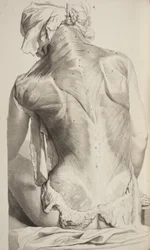 Anatomia ciała ludzkiego autorstwa Govarda Bidloo, 1685