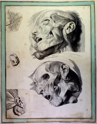 Okorowane głowy ludzkie: widoczne mięśnie i szkielety. Grawer Gerarda de Lairesse (1640-1711) ilustrujący „Anatomia Humani Corporis” Goverta Bidloo (lub Govarda) (1649-1713) XVIII-wieczna Biblioteka Wydziału Lekarskiego, Paryż