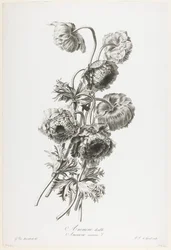 Podwójny anemon z Fleurs Dessinees d