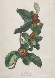 Uprawiana nieszpułka zwyczajna (Mespilus germanica)