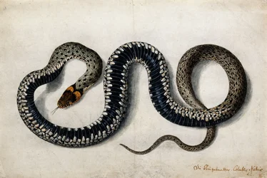 Zaskroniec, ok. 1675-1700
