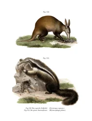 mrównik, 1860