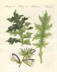 Rośliny akantu (kolorowy grawer)