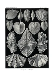Acephala, 1899-1904
