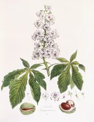 Aesculus Hippocastanum