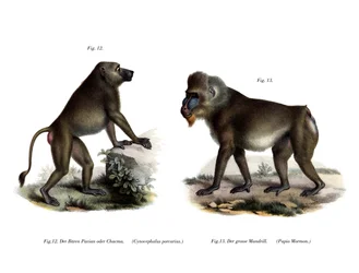 Pawian afrykański, 1860