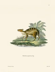 Afrykański Chevrotain (kolorowy grawerunek)
