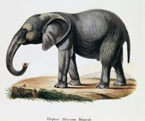 Słoń afrykański (Elephas africanus), ze ssaków ilustrowany z natury z opisami, Johann Christian Daniel von Schreber (1739-1810), grawer IC Bock wg rysunku A Fleischmann, Niemcy