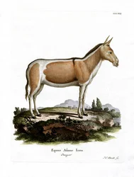 African Wild Ass (kolorowy grawerunek)