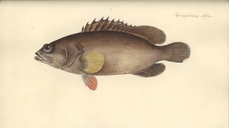 Alphestes afer, przed 1793 (wc na papierze)