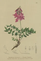 Alpejski (Hedysarum obscurum, Hedysarum hedysaroides)