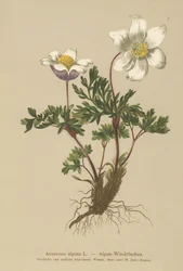 Zawilec alpejski (Zawilec alpejski, Pulsatilla alpina)