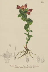 Bartsia alpejska (Bartsia alpina)