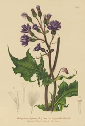 Oset alpejski (Mulgedium alpinum, Cicerbita alpina)