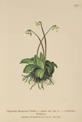 Butterwort alpejski (Pinguicula flavescens, Pinguicula alpina)