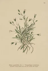 Alpine Campion (Silene quadrifida, Ixoca quadrifida)