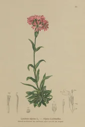 Chmiel alpejski (Lychnis alpina, Silene suecica)
