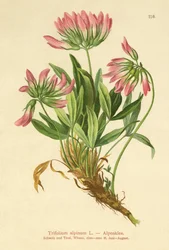 Koniczyna alpejska (Trifolium alpinum)