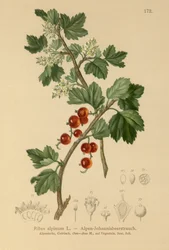 Porzeczka Alpejska (Ribes alpinum)