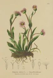 Erigeron alpejski (Erigeron alpinus)
