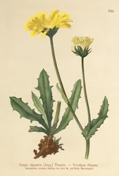 Broda jastrzębia alpejskiego (Crepis alpestris)