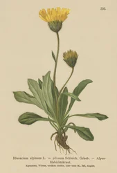 Jastrzębiowiec alpejski (Hieracium alpinum, Hieracium alpenum, Hieracium pilosum)