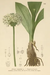 Por alpejski (Allium victorialis, Allium victoriale, Onion victoryalis, Geboscon triphylum, Allium plantagineum, Allium anguinum)