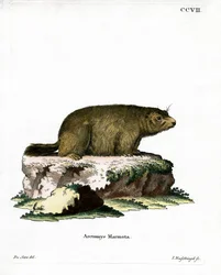 Świstak Alpejski (kolorowy grawer)