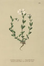 Ucho myszy alpejskiej (Cerastium alpinum)
