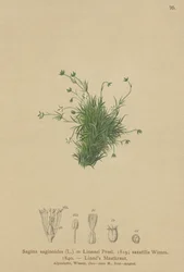 Perłówka alpejska (Sagina saginoides, Sagina linnaei, Sagina saxatilis)