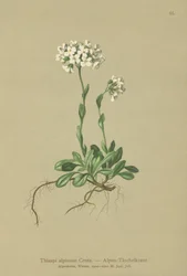 Pennycress alpejski (Thlaspi alpinum, Noccaea alpestris subsp. alpestris, Thlaspi minimum, Noccaea crantzii, Thlaspi kerneri, Thlaspi alpinum var. kerneri, Thlaspi alpestre)