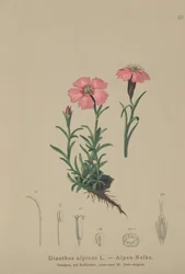 Róż alpejski (Dianthus alpinus)