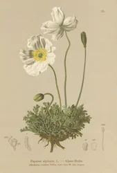 Mak alpejski (Papaver alpinum, subsp. alpinum)