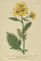 Krosta alpejski (Senecio cordifolius, Senecio cordifolius, Senecio alpinus, Jacobaea alpina)