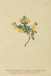 Róża alpejska (Helianthemum alpestre, Helianthemum Olandicum var. hirtum, Helianthemum montanum)