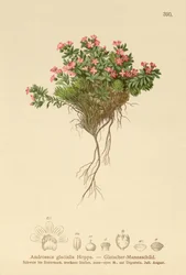 Jaśmin alpejski (Androsace glacialis, Androsace alpina)