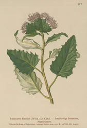Tarła zwyczajna (Saussurea discolor)