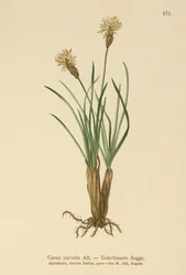 Turzyca alpejska (Carex curvula)
