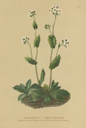 Rzeżucha alpejska (Arabis alpina)