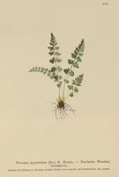 Woodsia alpejska (Woodsia alpina, Woodsia hyperborea, Woodsia intermedia, Woodsia pubescens, Acrostichum alpinum, Acrostichum hyperboreum, Ceterach alpina, Polypodium arvonicum)